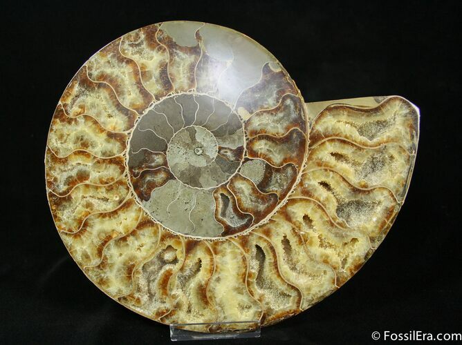LARGE Inch Polished Ammonite (Half) #1916